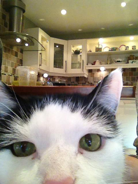 cat selfies