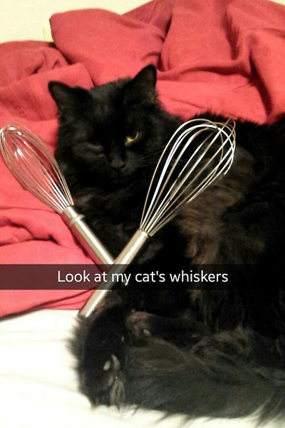 cat whiskers cooking tools