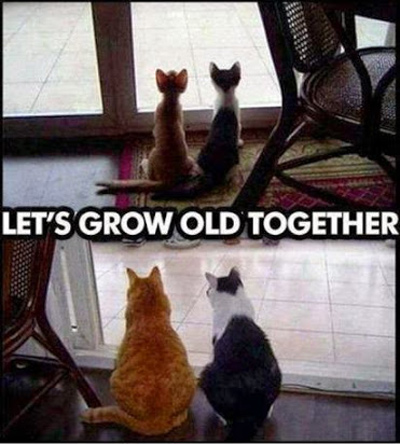 cats-grow-old