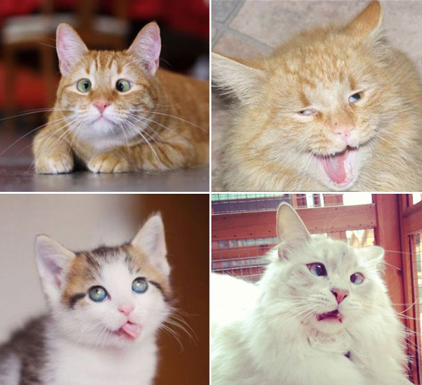 derpy cross eyed cats