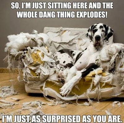 funny-dog-explode