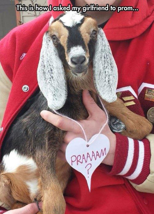 funny-prom-proposals-goat