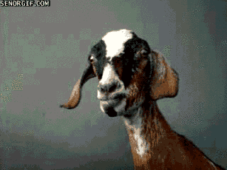 funny goat gif