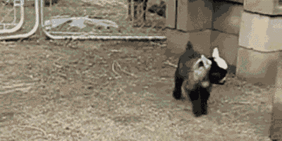 funny goat gif baby