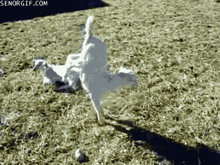funny goat gif front legs