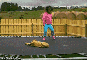 trampoline gifs girl and cat
