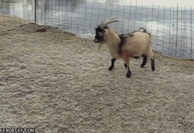 funny goat gif ice jump