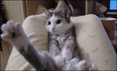 funny gif cat falling couch