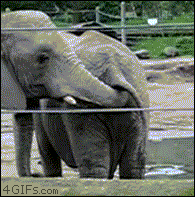 funny elephant gifs butt trunk