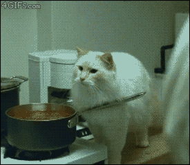 funny gif cat mistake blood