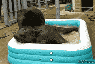 funny elephant gifs pool