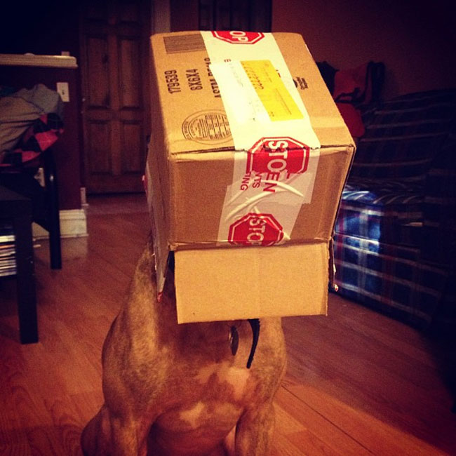 scout dog stacking stuff on head