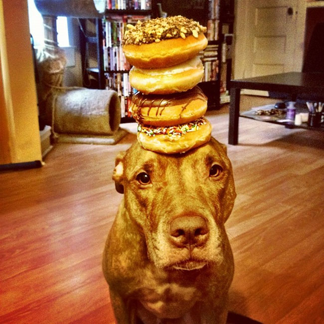 scout dog stacking stuff on head