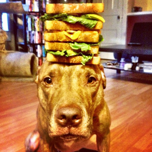 scout dog stacking stuff on head