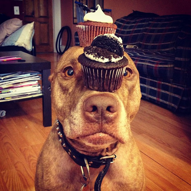 scout dog stacking stuff on head