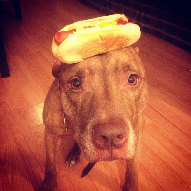 scout dog stacking stuff on head