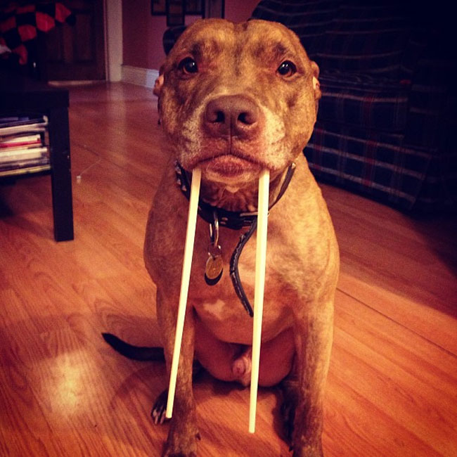 scout dog stacking stuff on head