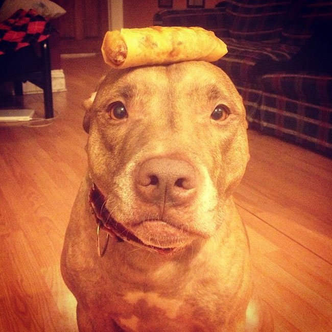 scout dog stacking stuff on head