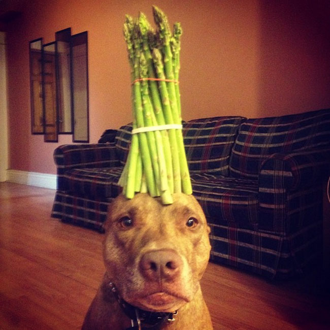 scout dog stacking stuff on head