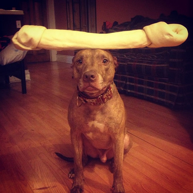 scout dog stacking stuff on head