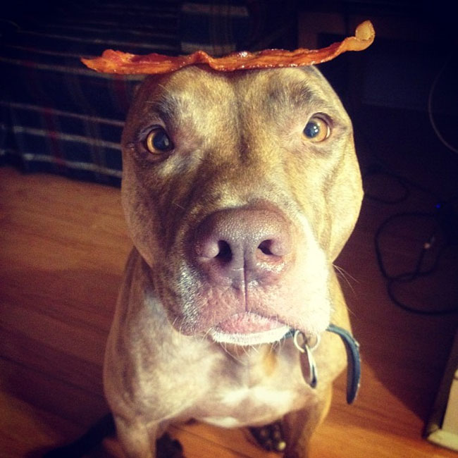 scout dog stacking stuff on head