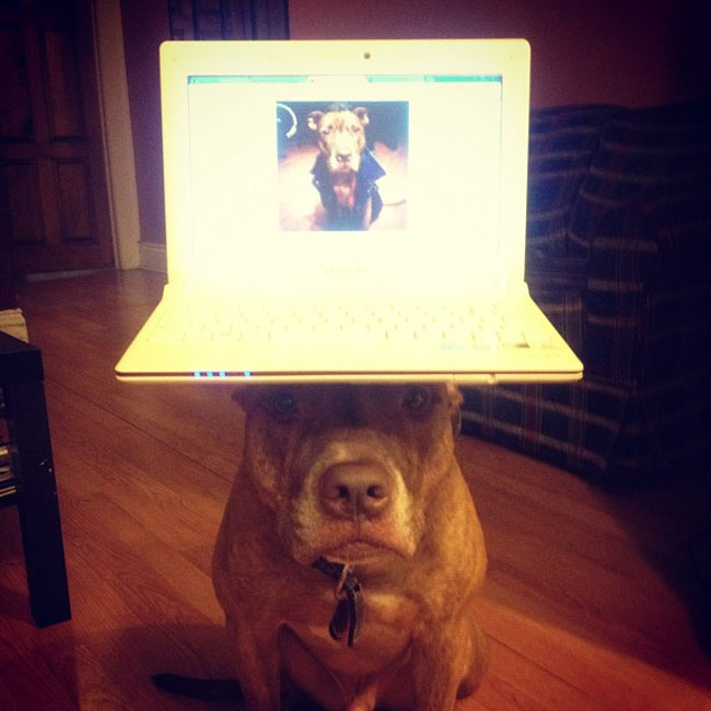 scout dog stacking stuff on head