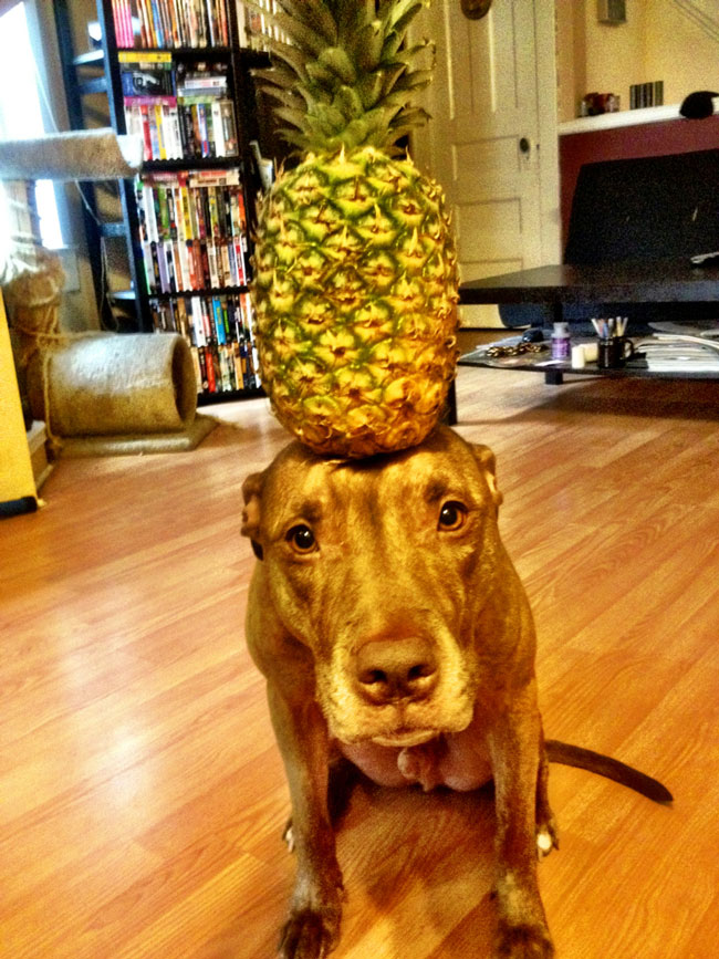 scout dog stacking stuff on head