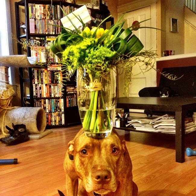 scout dog stacking stuff on head