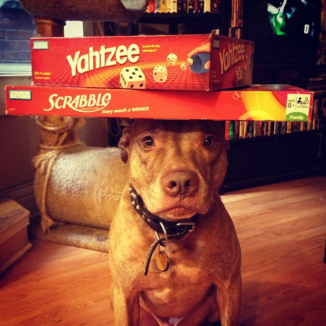 scout dog stacking stuff on head