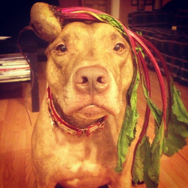 scout dog stacking stuff on head