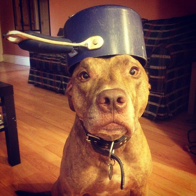 scout dog stacking stuff on head