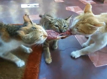 cats fighting meat gif