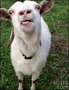 funny goat gif tongue