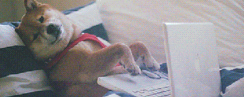 dog working computer gif
