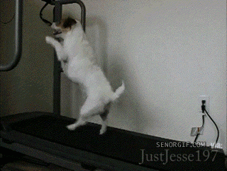 dog treadmill gif