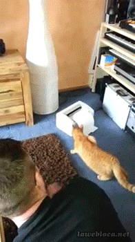 funny gifs of animals freaking out cat printer