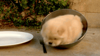 dog in bowl gif
