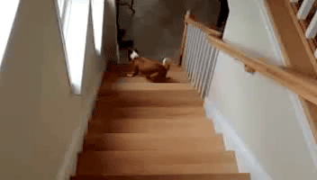 dog on stairs gif