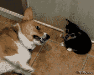 dog butt smell face gif