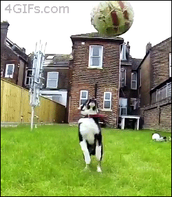 dog ball fail gif