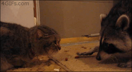 funny gif raccoon stealing food from cat