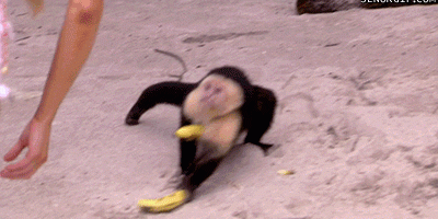 gif of monkey stealing bananas