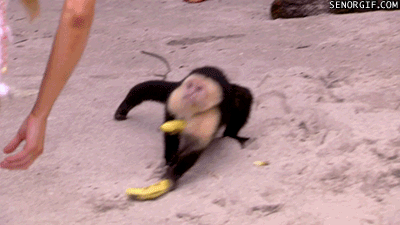 gif of monkey stealing bananas