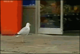 seagull stealing food from store