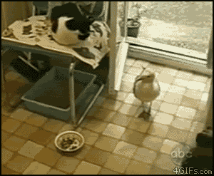 seagull stealing cat food and bowl