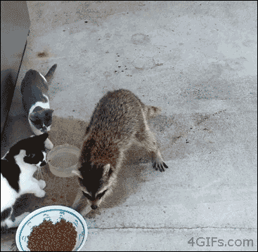 raccon sneaking food from cats