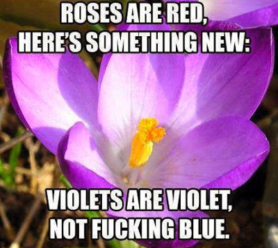 violets-poem-color