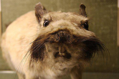 worst taxidermy mustache hamster