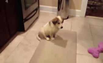 wasted gifs dog miss treat