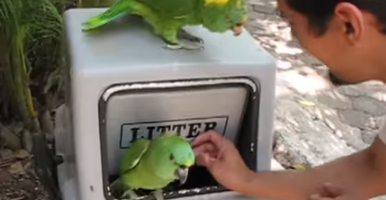 parrot laughs like a human